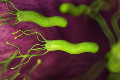 幽门螺杆菌应对＂新路径＂：益生菌和幽门螺杆菌卵黄抗体的实际对比