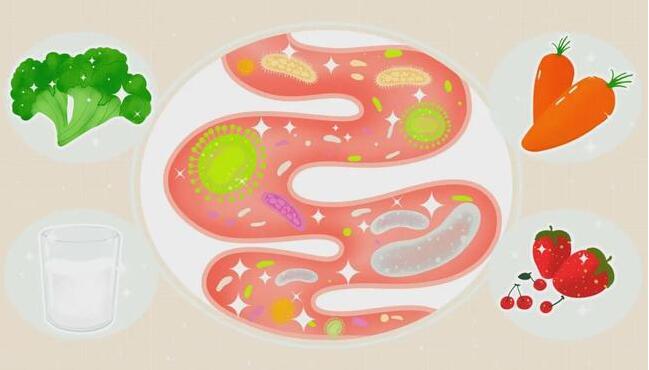 《营养翻译官》之完美肠道养护力：你需要了解的益生元和益生菌