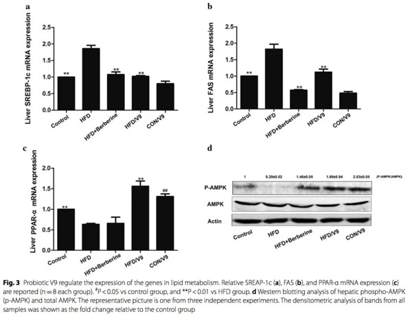 乳双歧杆菌V9减轻大鼠肝脂肪变性和氨基化